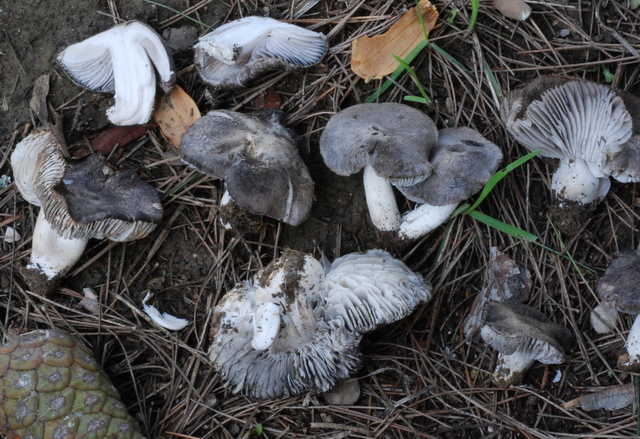 uscita con Zico e Luigi